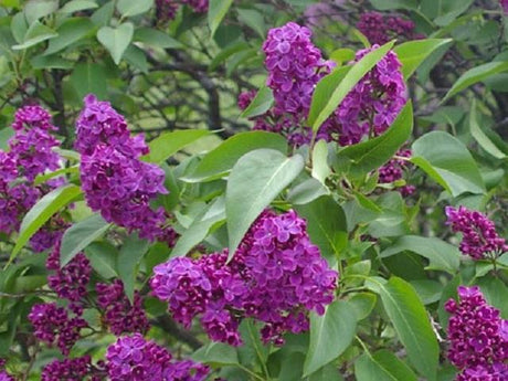 Mid Season Bloomers Hope Springs Nursery