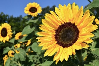 sunflowers health