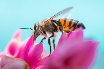 world bee day