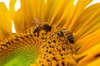 sunflower bee