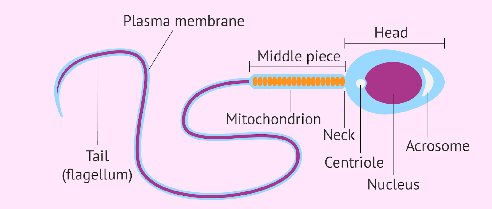 Diagrama de la morfología del esperma