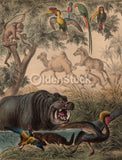 Hippopotamus Wild Birds Camel & Zebra Antique Graphic Art Engraving Print 1863