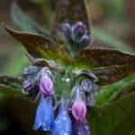 Small blue and purple bluebell flowers.