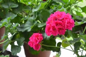 Two hot pink geranium flowers.