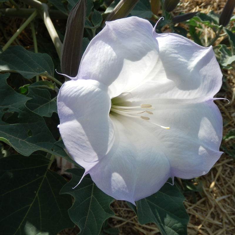 Datura Wrightii Plants Of The Southwest