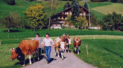 swiss switzerland alps mennonite tour cow bells