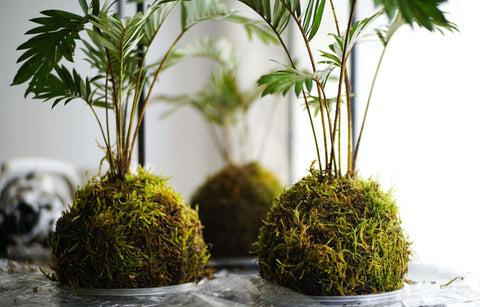 Kokedama, style de l’art floral japonais où les plantes sont cultivées dans une boule de mousse, représente une esthétique organique et épurée.