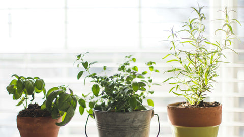 3 pots de plantes aromatique pour utiliser dans la cuisine posés sur le rebord d'une fenêtre qui prenne la lumière