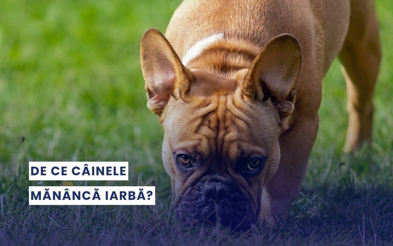 Caine-care-mananca-iarba-woofylab