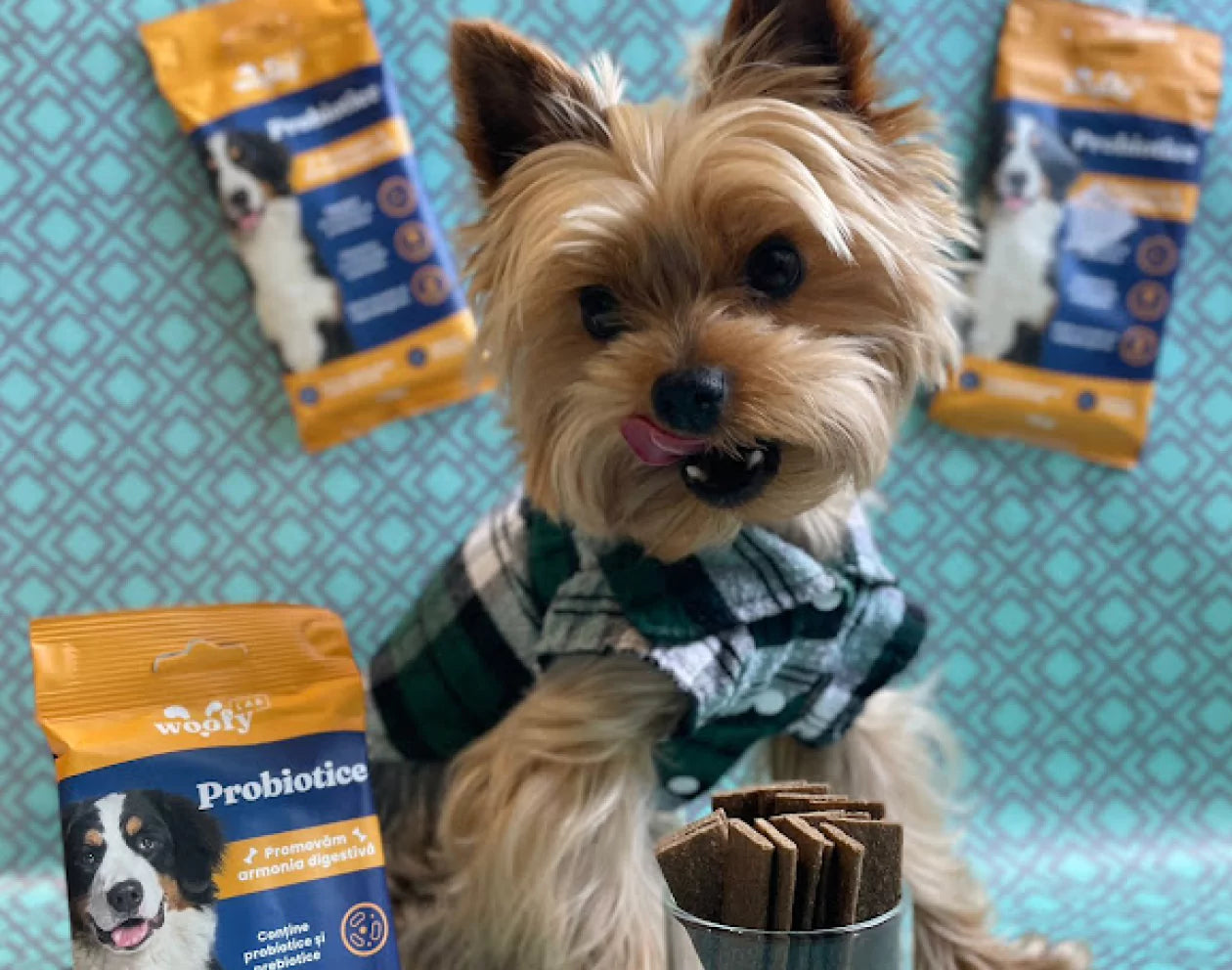 A Yorkshire Terrier wearing a checkered scarf, sitting near probiotic dog treats.