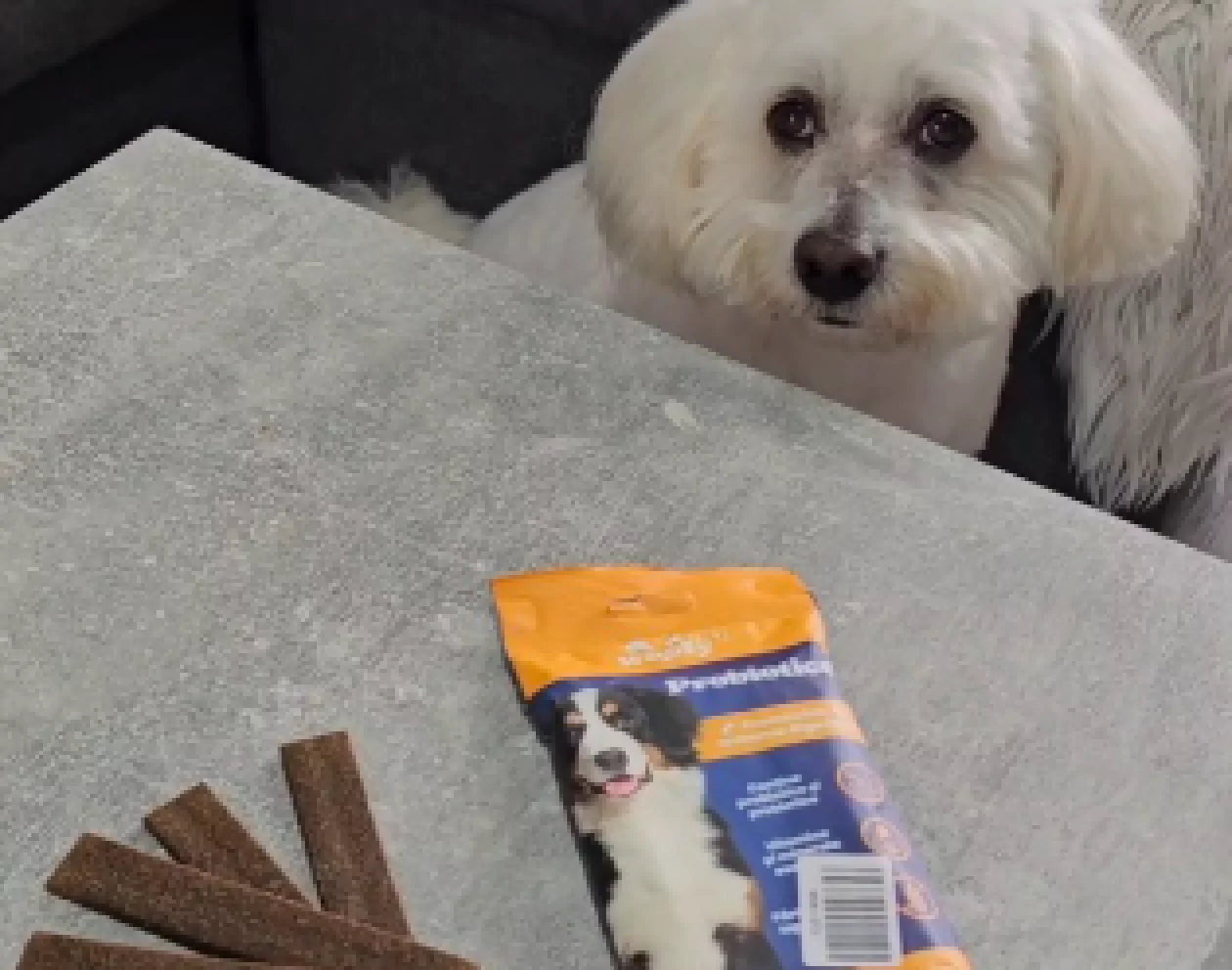A white dog peering over a countertop with a package of dog treats and some treats laid out in front.