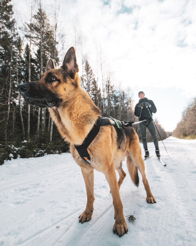 NON-STOP Freemotion - Arnês de Canicross e/ou Mushing