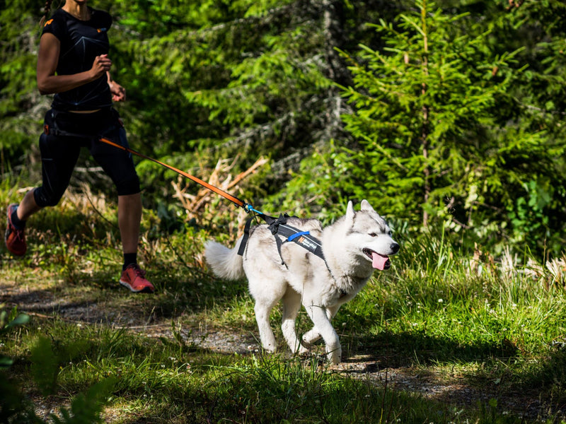 NON-STOP Freemotion - Arnês de Canicross e/ou Mushing