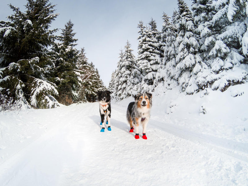 NON-STOP Longdistance Boties - Botas de Proteção para Cão Canicross e/ou Mushing