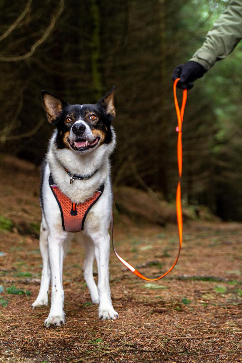 NON-STOP Rock Leash - Trela para Cão