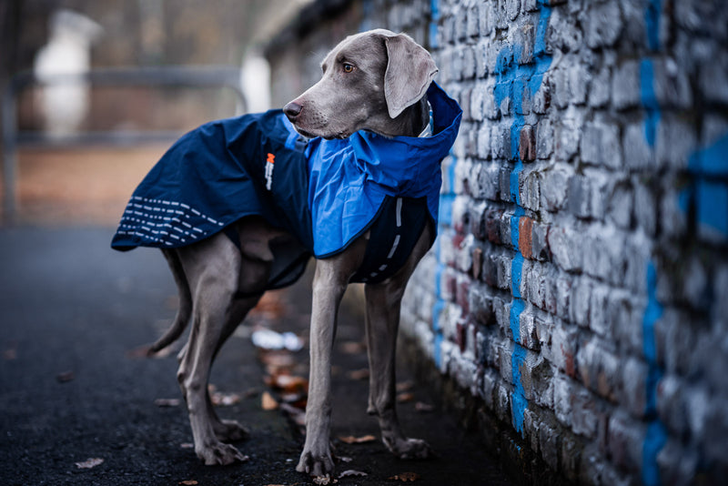 NON-STOP Fjord - Capa/Roupa para Cão