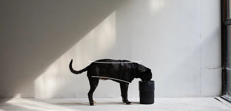 ZeeDog Taça Elevadora - Comedouro para Cão