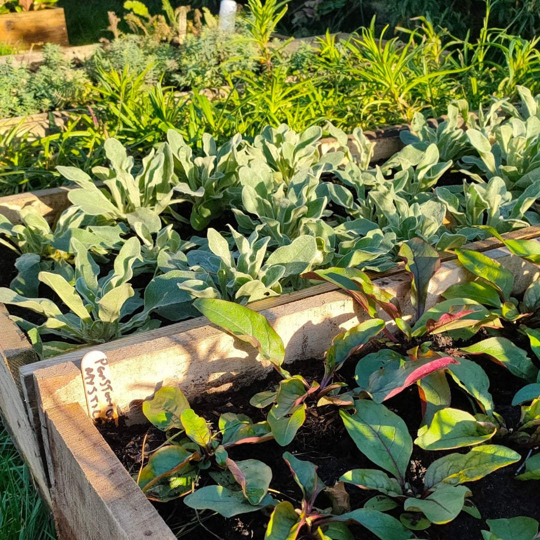 phoo of plantsgroing in large reclaimed wooden troughs