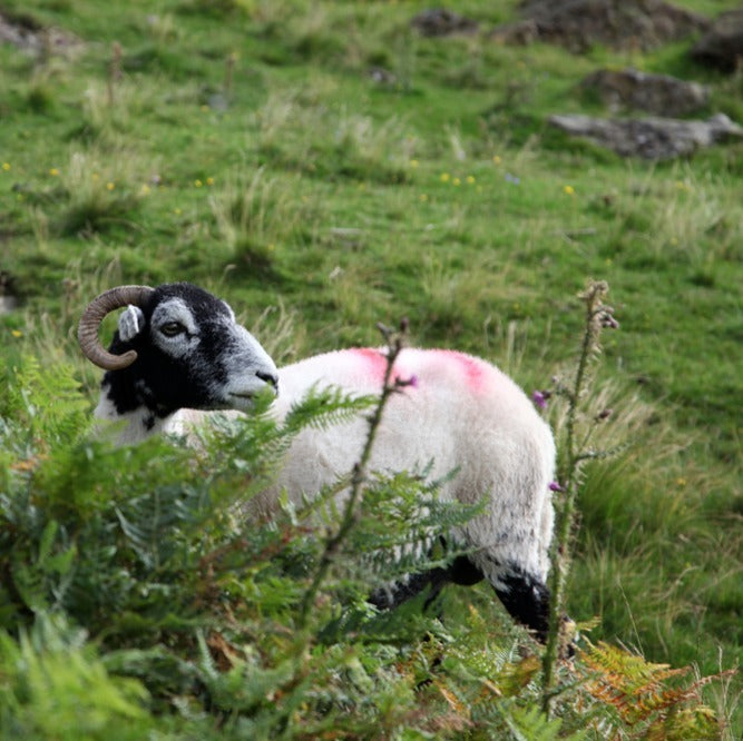 picture of sheep among braken in lake district