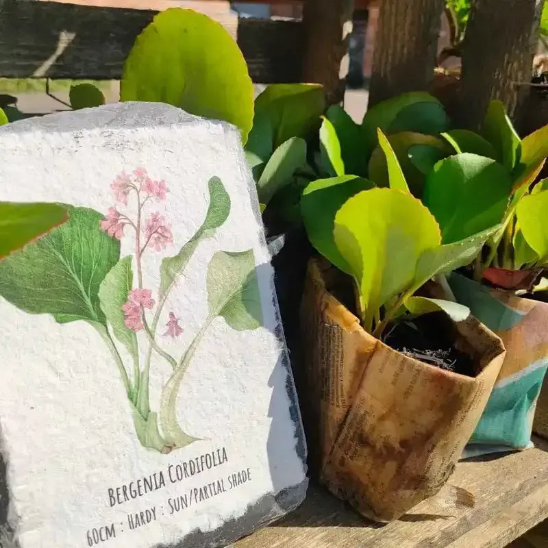 eco-friendly bergenia cordifolia inewspaper pot