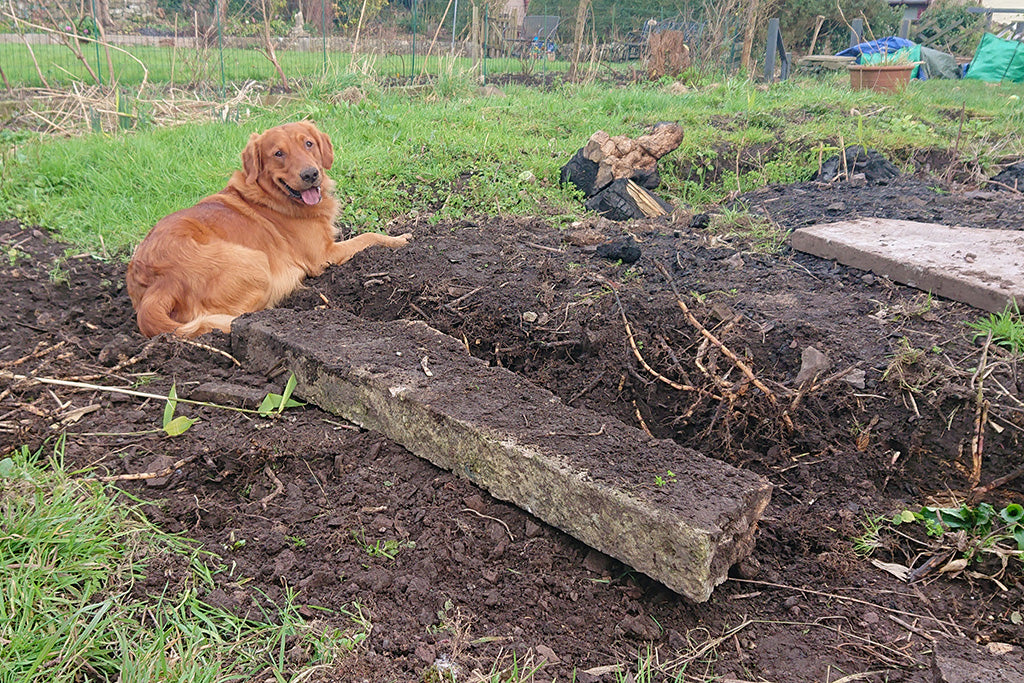 Rufus looking happy after helping Mummy dig