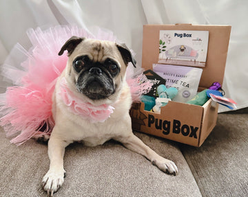 Lucy and her LUXURY Pug Box