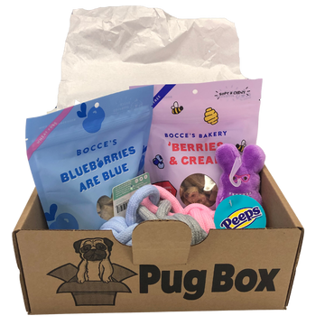 Pug Box Spring Theme