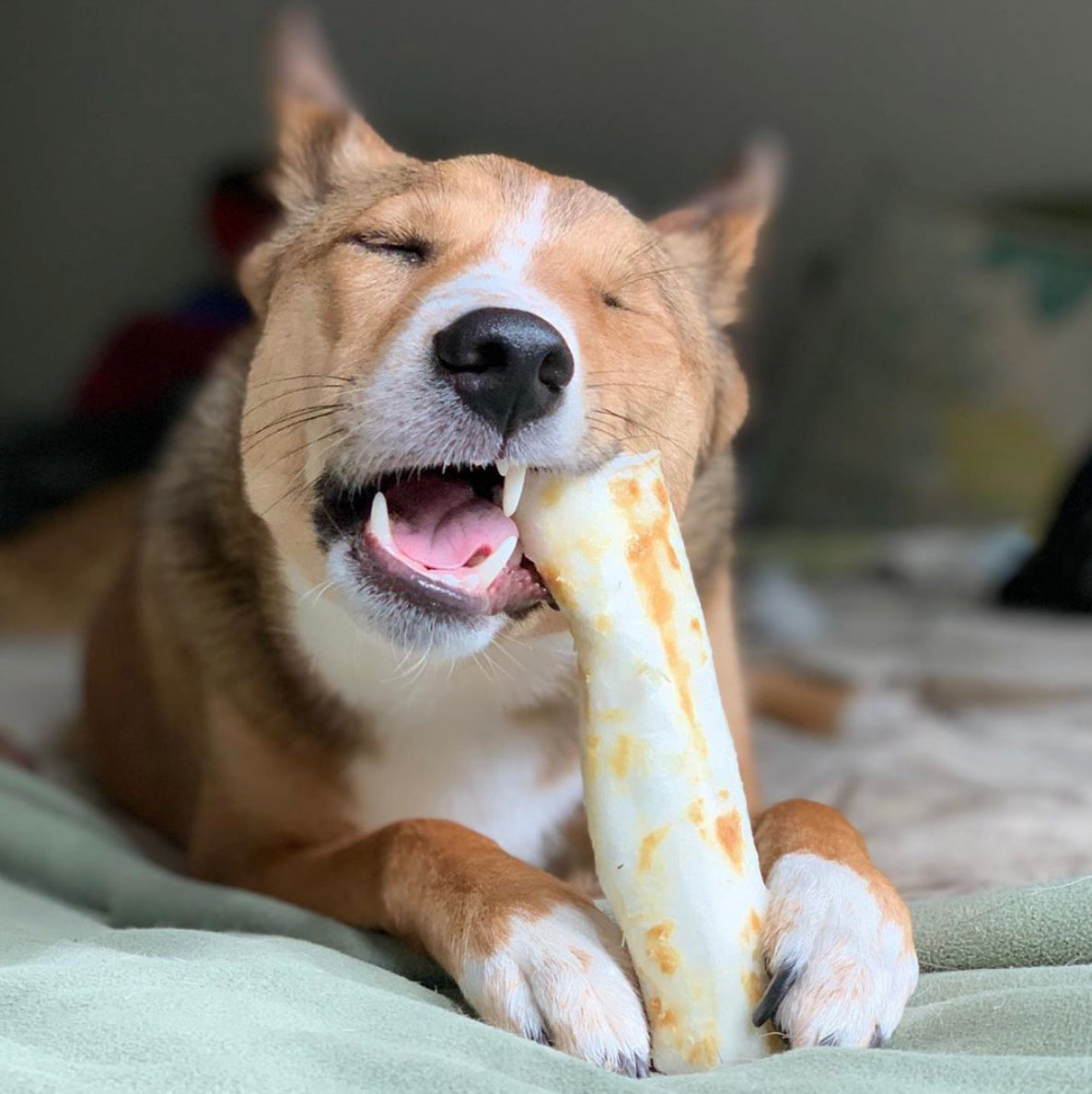 Earth Animal No Hide Medium Rolls Dog Treats