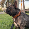 Dog Leather AirTag Collar