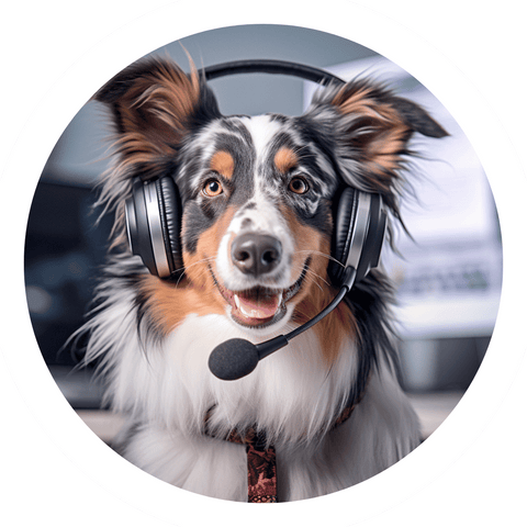 picture of australian shepherd with a call center headset