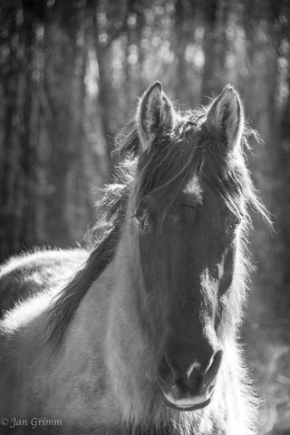 Mouse Tennessee Walker