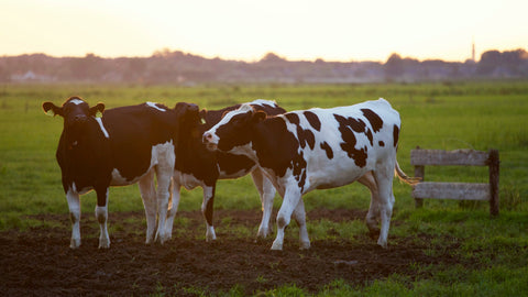 beef tallow moisturizer