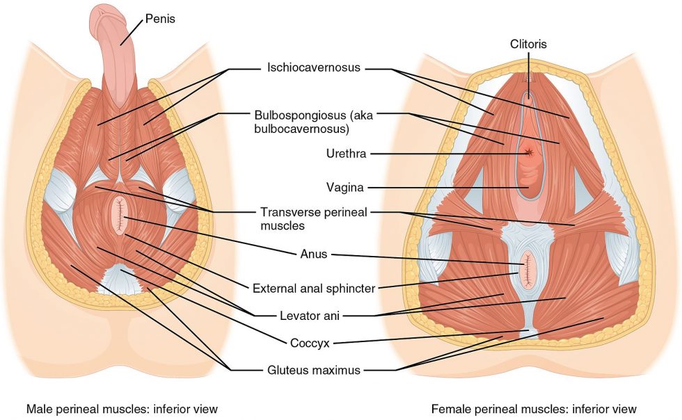 Male and Female Perineal Muscles