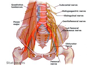 pelvic nerve