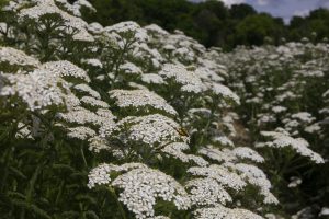 yarrow