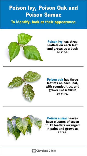 poison plants 1 pager