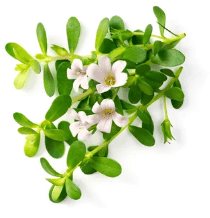 Brahmi plant