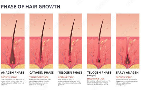 Phase of Hair Growth