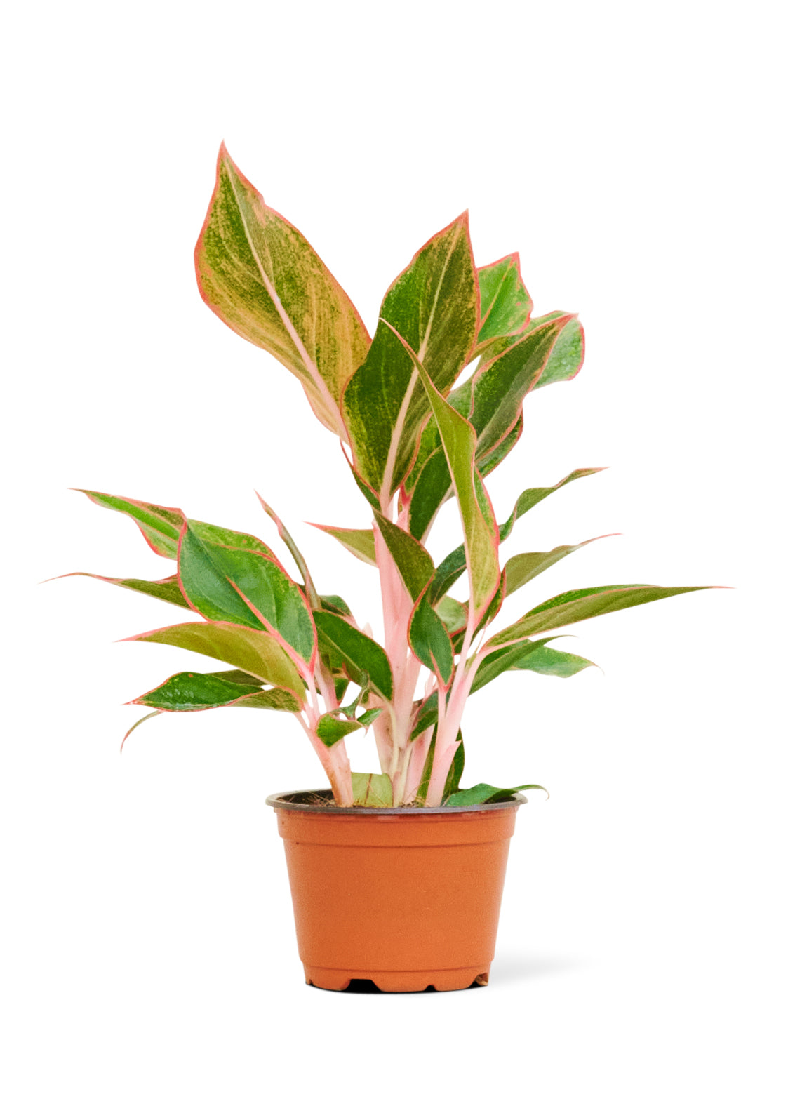 Red Chinese Evergreen, Small - Birdsall  Co product image