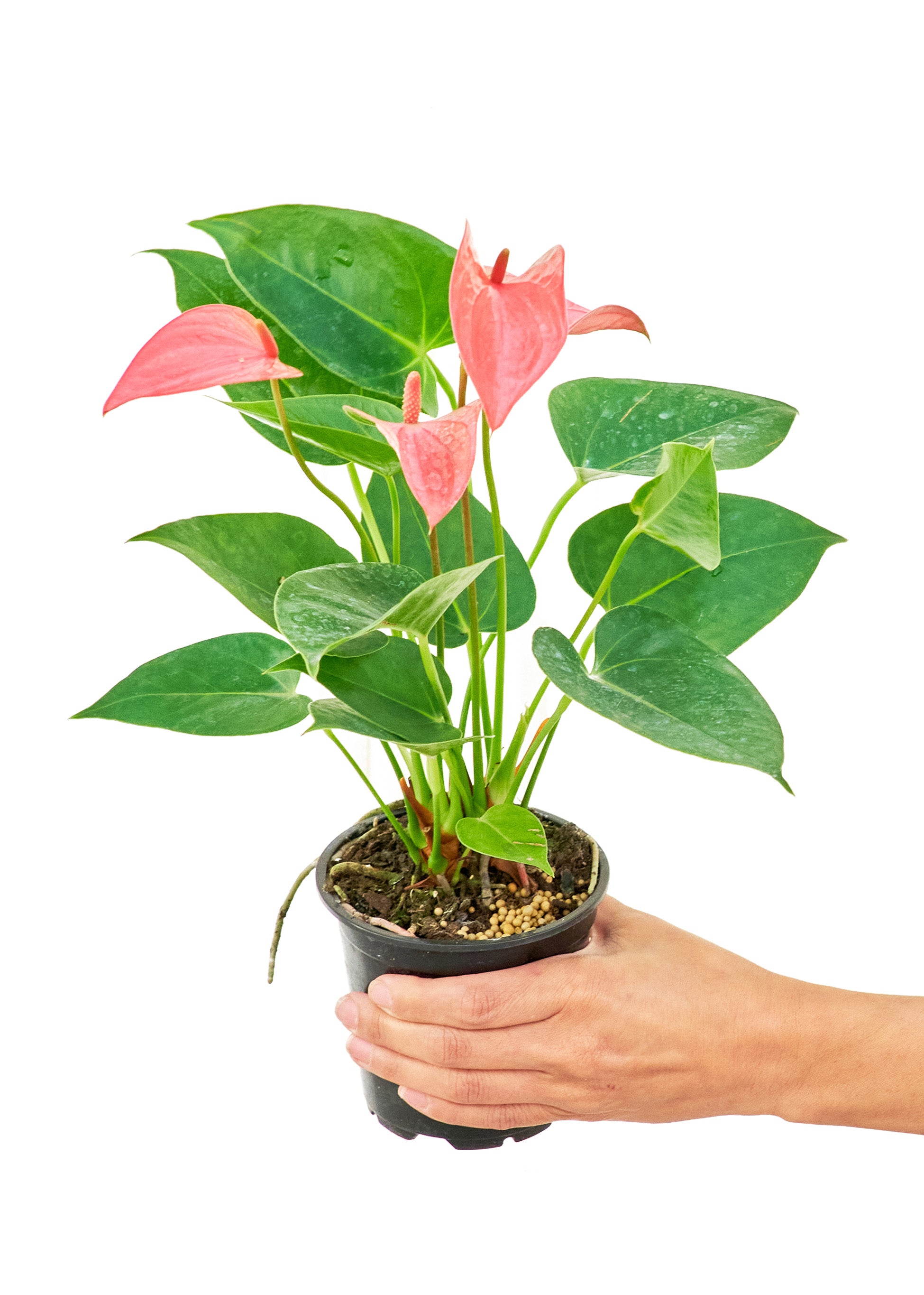 Anthurium 'Pink Flamingo,' Small - Birdsall  Co product image