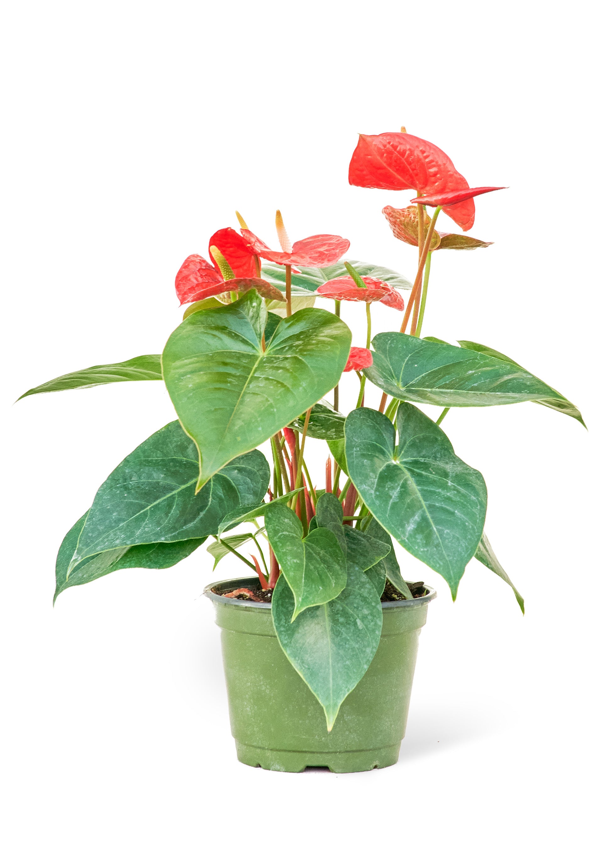 Anthurium 'Red Flamingo,' Medium - Birdsall  Co product image