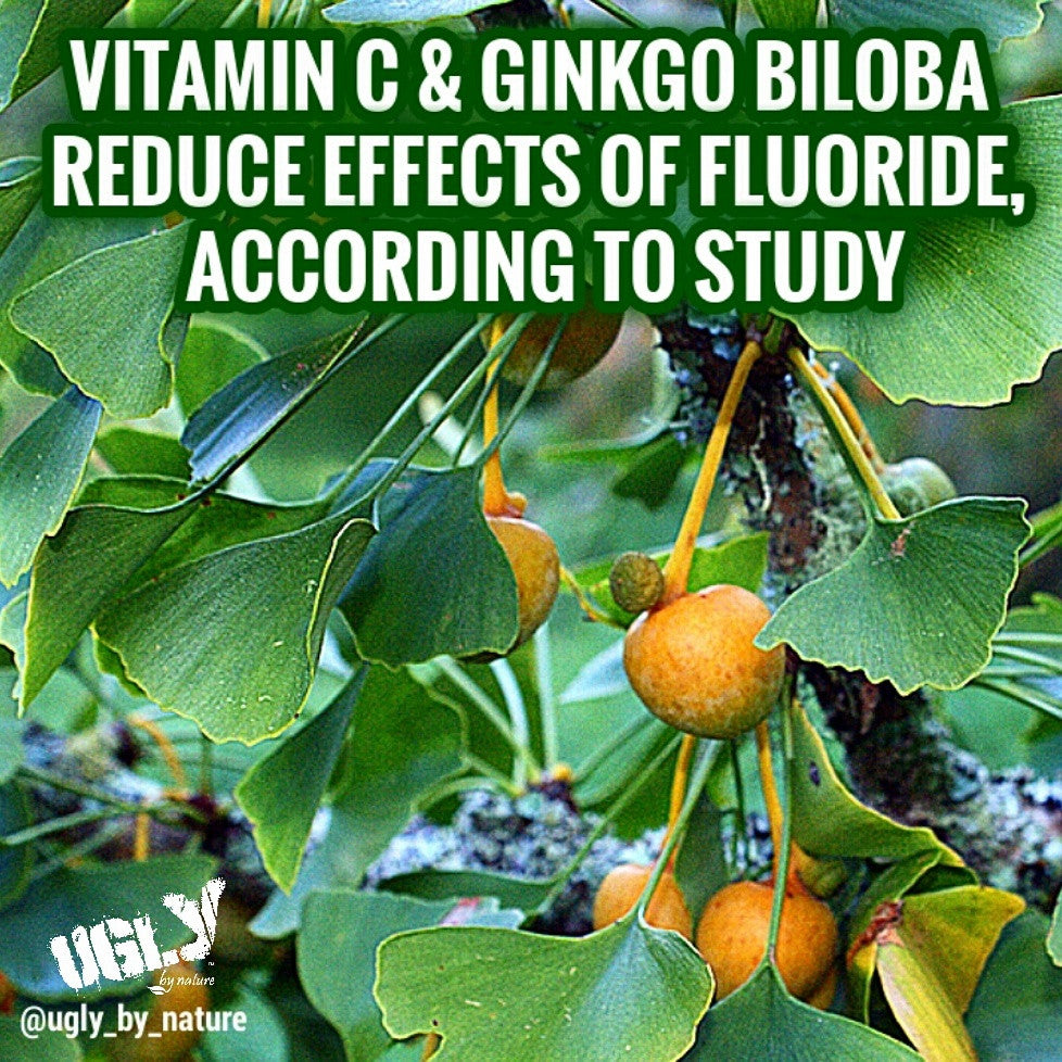 Reduce side effects of fluoride with Vitamin C and ginkgo biloba