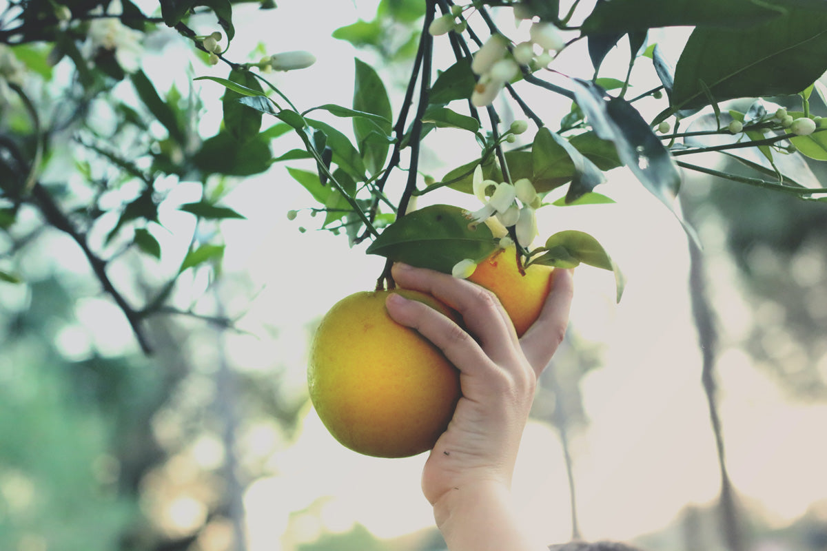 Citrus blossom