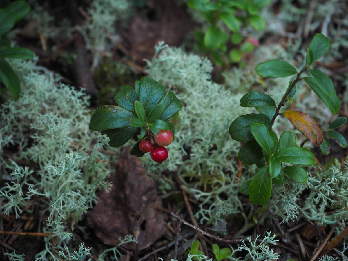 sweden nature