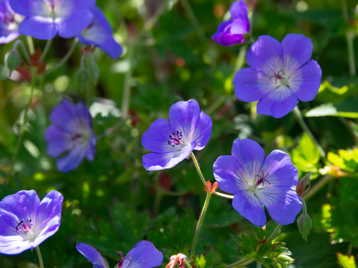 Close-up of flowers blooming in early summer in Sweden