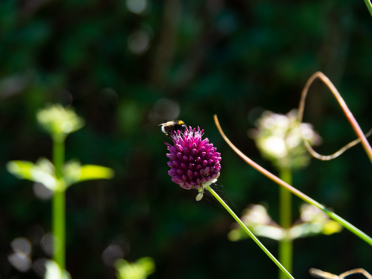 Close-up of flowers blooming in early summer in Sweden