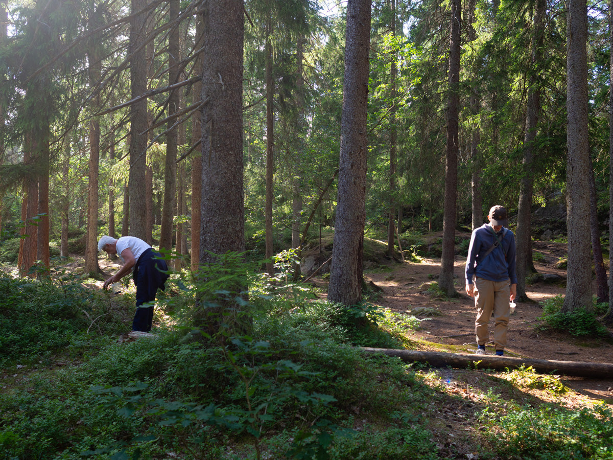 スウェーデンの森でブルーベリー摘み