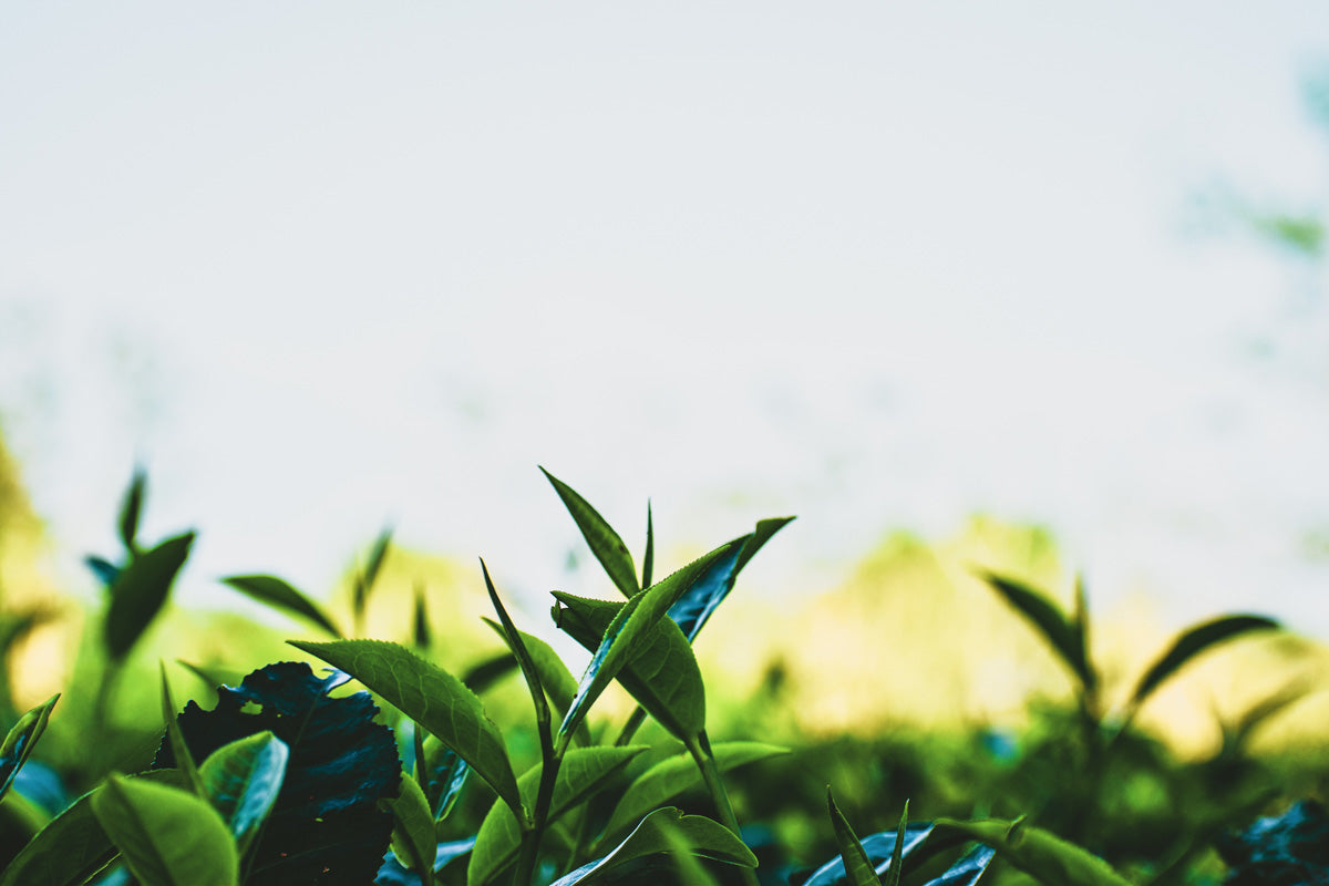 tea leaves in tea plantation