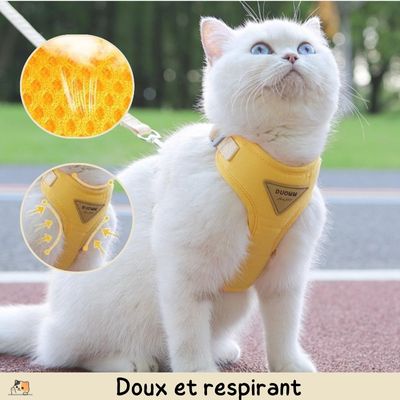 harnais-chat-doux