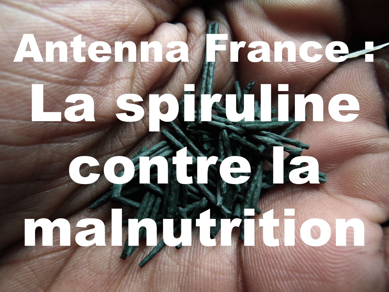 spiruline spirulina cuillère plante malnutrition